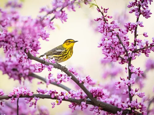 Friday Guided Nature Walks