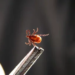 The Tick Update: New Research, New Action on MV