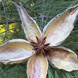 Natural Holiday Ornament Workshop