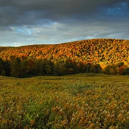 Talks & Treks: Fall Foliage Hike at the Lindsay-Parsons Biodiversity Preserve