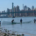 Salt Marsh Saturday: City of Water Day Seining in the Harlem River