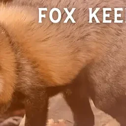 Fox Keeper Talk