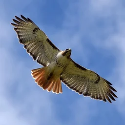 World Migratory Bird Day