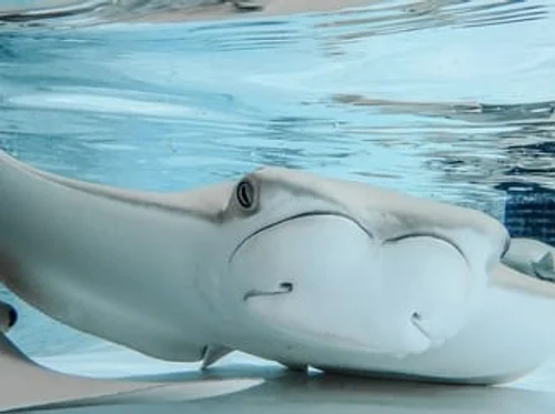 Conservation Connections: World Ocean Day 2026