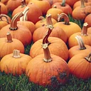 Fall Harvest Festival