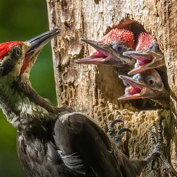 Bird Painting Step-by-Step: Pileated Woodpecker