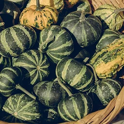 UC Master Gardener Talk: Container Gardening for Fall Veggies & Herbs