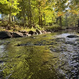 Blind Brook Riparian Restoration - Informal Workshop