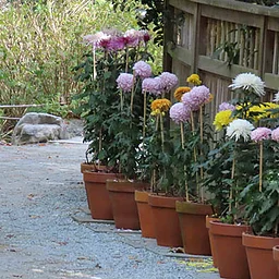 Mum’s the Word: Special Walking Tour of Show Chrysanthemums (Nov.)