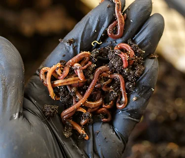 Vermicomposting Workshop