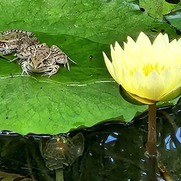 Austin Pond Society August Meeting