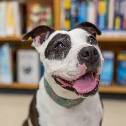 Paws to Read at Logan Heights Library