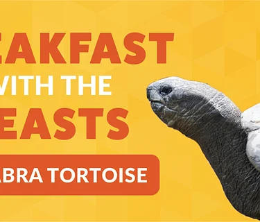 Breakfast with the Beasts: Aldabra Tortoise