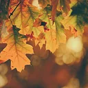 Thanksgiving Eve | Early Closing