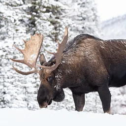 Moose Day 2027