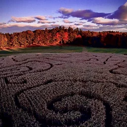 Corn Maze Nights