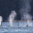 Whidbey Camano Land Trust