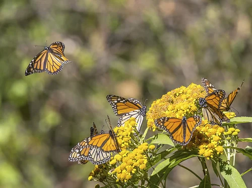 Pollinators at the Preserve