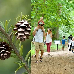Collect Little Cones for a Big Mission
