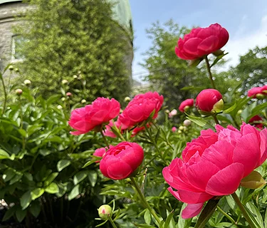 Virtual Lunchtime Tour: Herbaceous Peonies