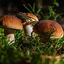 Composting Series: Fabulous Fungi