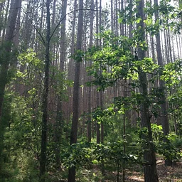 Harold Parker State Forest Exploration