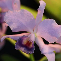 Triangle Orchid Society Fall for Orchids Show