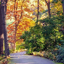 Fall Wednesday Walkabouts
