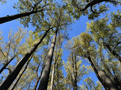 Tree Care Essentials for Homeowners