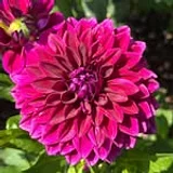 Old Westbury Gardens