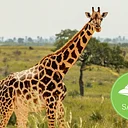 Summer Camp: Safari