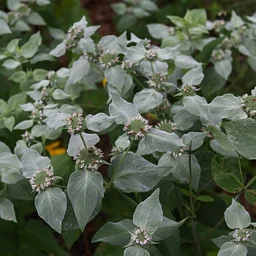 Trial Garden Highlights – Pycnanthemum (mountain-mint)