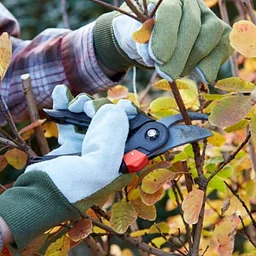 Fall Pruning and Seasonal Gardening