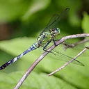 Dragons and Damsels in the Gardens