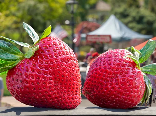 Strawberry Festival