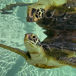 Sea Turtle Presentation