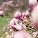Garden & Estate Insider: Magnolias for Delaware and the Mid-Atlantic States