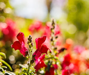 Garden to Glass: Botanical Cocktail & Mocktail Workshop