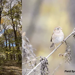 October Nature Outing: Fred Archibald Sanctuary