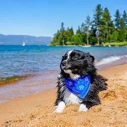 Tahoe Trails & Tails Cleanup with Keep Tahoe Blue x Wilderdog