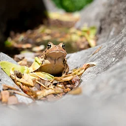 Wild Wonders: A Close Encounter with Native Animals