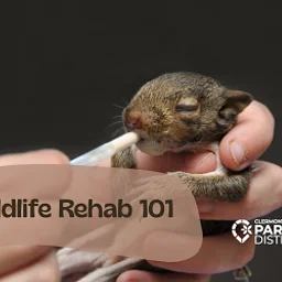 Wildlife Rehab 101