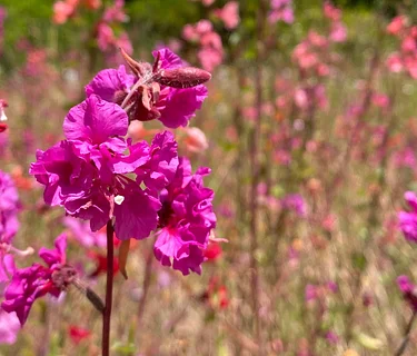Guided Garden Tour – May 2