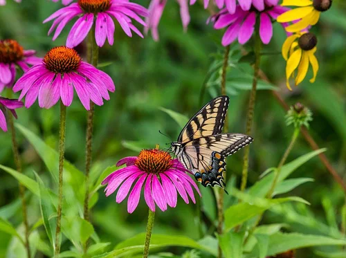 Creating a Backyard Butterfly Oasis