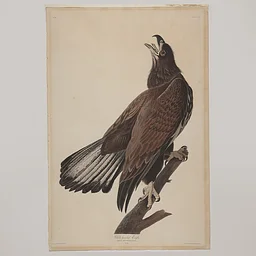 John James Audubon: Entrepreneur, Naturalist, Patriot, Fraud