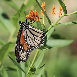 Monarchs & Milkweed