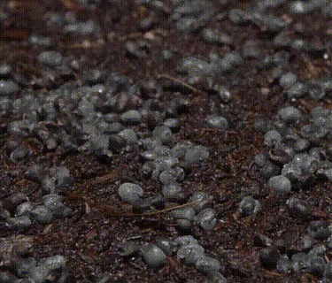 Ecology and Botany for ages 9-11