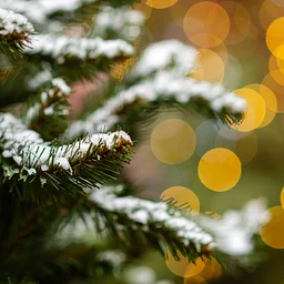 Annual Holiday Tree Lighting