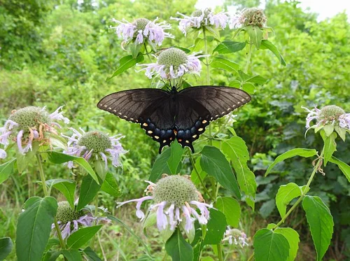 June Weekend Butterfly ID Class & Walk
