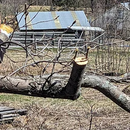 Pruning and “Top-work” Grafting a mature apple tree